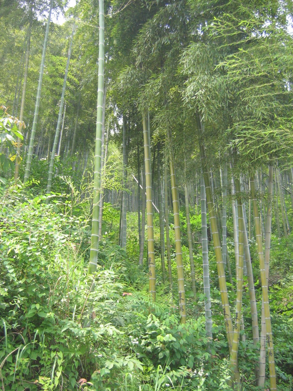 安吉竹林步道