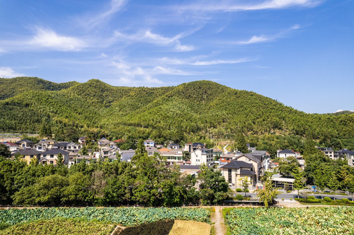 安吉余村荷田、村落和远山