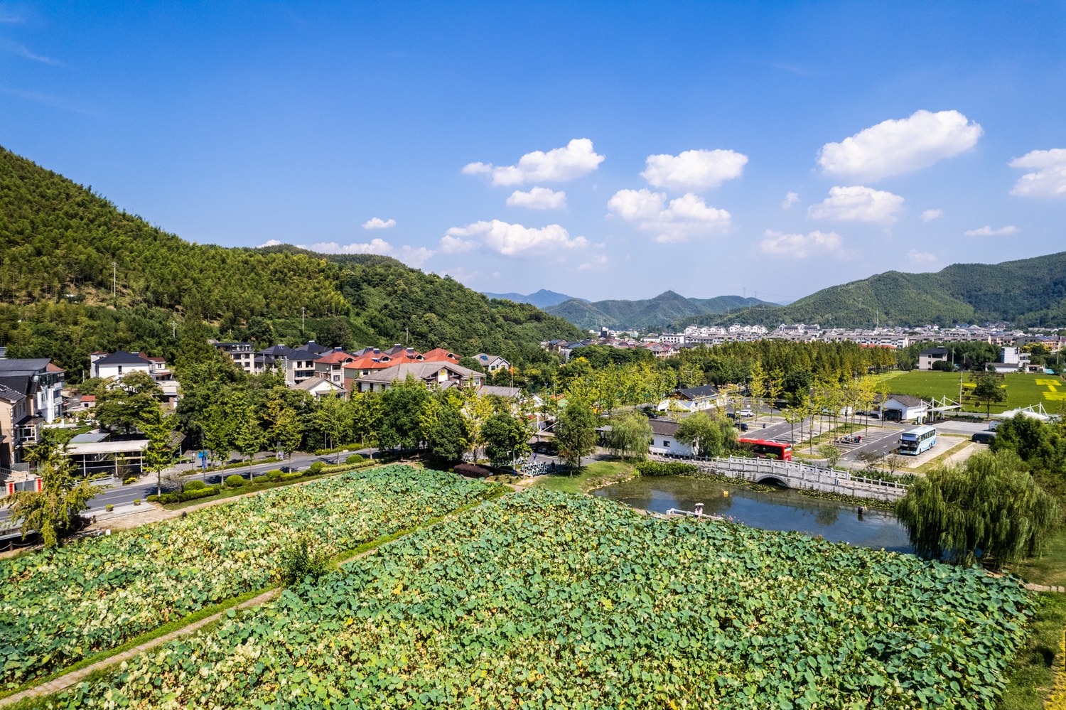 余村荷塘和绿道